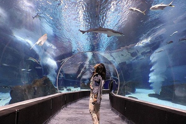 AquaRio – o maior aquário marinho da América Latina