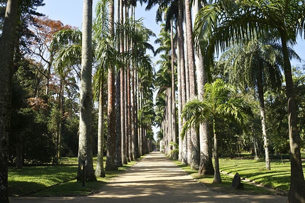 Passeio para familia no jardim botânico no Rio de Janeiro