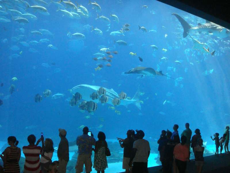 AquaRio é um dos principais destinos turísticos do Rio de Janeiro.